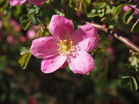 Tropical Greenhouse by null