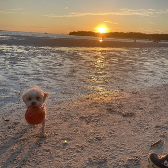 Dog Beach Park - Dog Parks Near Me - Fort Myers, Florida Dog Beach Park - Dog Parks Near Me - Fort Myers, Florida