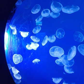 Waikiki Aquarium - Jellyfish - Aquariums Near Me - Honolulu, Hawaii Waikiki Aquarium - Jellyfish - Aquariums Near Me - Honolulu, Hawaii