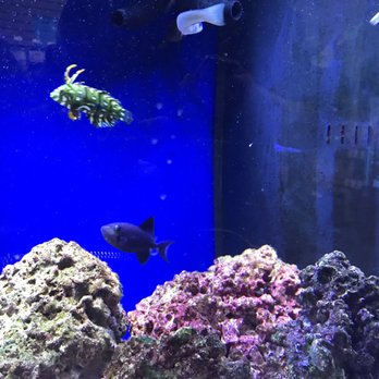 Life Aquatic - Aquariums Near Me - New Canaan, Connecticut