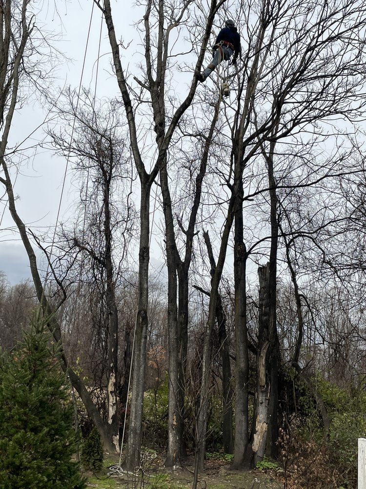 V&R TREE SERVICE Updated September 2024 816 Liberty Dr, Somerdale, New Jersey Tree