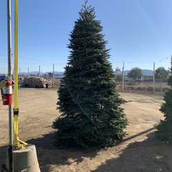 Pinery Christmas Trees - Our tree 2020