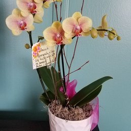 Orchids. Orchids.