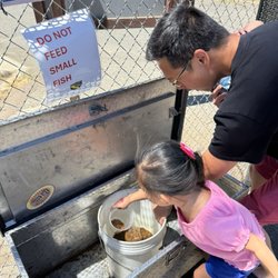 Free fish food
