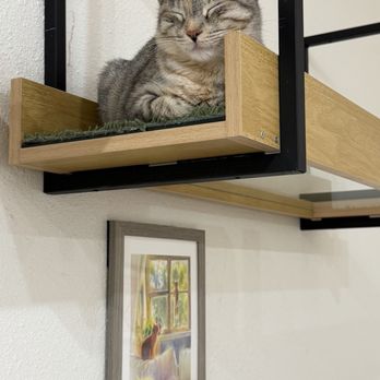 Fluffy Tail Cafe - Another cutie sleeping in the penthouse - Coffee & Tea Near Me - Tustin, California