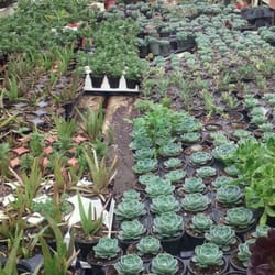 Ortega Nursery - A world of succulents at your fingertips!