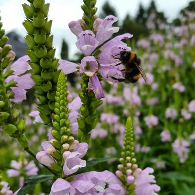 The Botanical Garden by null