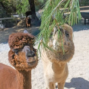 R2 Hillside Ranch - Feeding the alpacas - Ranches Near Me - Watsonville, California R2 Hillside Ranch - Feeding the alpacas - Ranches Near Me - Watsonville, California