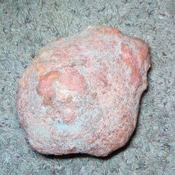 Brysons Rock Shop - Dinosaur Coprolite