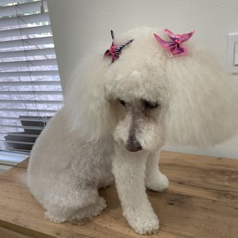 Mobile Dog Grooming  - Posing with her butterfly bows after grooming - Pet Groomers Near Me - Irvine, California