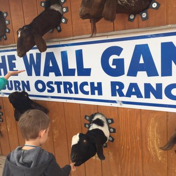 Rooster Cogburn Ostrich Ranch - The weird wall gang of goats - Petting Zoos Near Me - Picacho, Arizona Rooster Cogburn Ostrich Ranch - The weird wall gang of goats - Petting Zoos Near Me - Picacho, Arizona