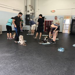 Dog training Dog training