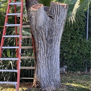 Walt's Tree Service - Tree Services Near Me Walt's Tree Service - Tree Services Near Me