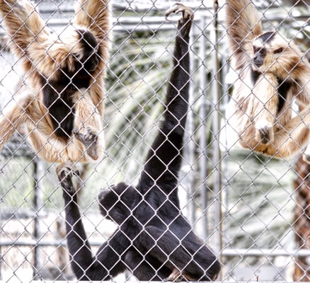 Gibbon Conservation Center by null