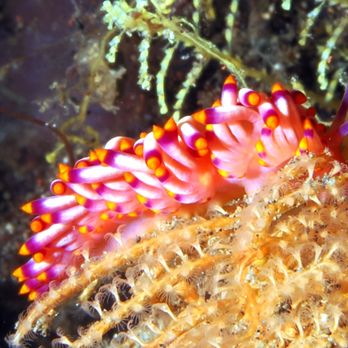 Rivers to Reef - nudibranch - Travel Agents Near Me