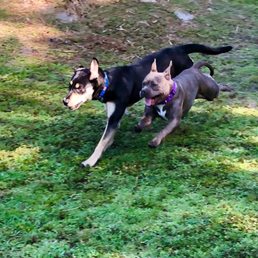 AAA pet resort posted this picture.  This is Nani and Aldis.  They see each other weekly.