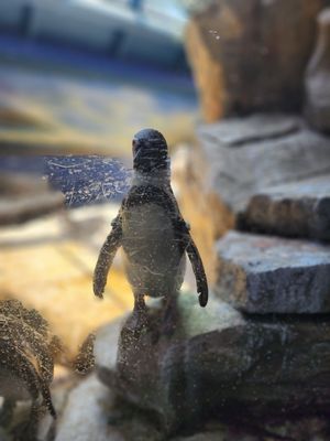 Aquarium At Moody Gardens by null