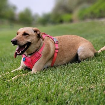 Vivaldi Park - Wet dog in the rain - Parks Near Me - Henderson, Nevada Vivaldi Park - Wet dog in the rain - Parks Near Me - Henderson, Nevada