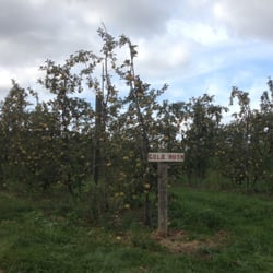 Scenic Ridge Fruit Farms - Apple trees.