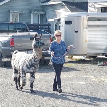 Dakota Ridge Farm - Whoever thought I'd be walking a llama?! - Attraction Farms Near Me - Ballston Spa, New York Dakota Ridge Farm - Whoever thought I'd be walking a llama?! - Attraction Farms Near Me - Ballston Spa, New York