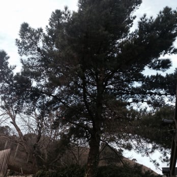 Precision Tree Care - Half way done - Tree Services Near Me Precision Tree Care - Half way done - Tree Services Near Me