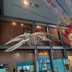 New Bedford Whaling Museum - What a fun museum,!
