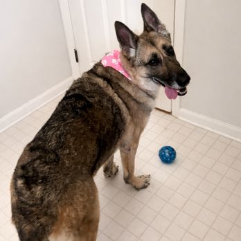 Zen Mobile Grooming - Pet Groomers Near Me Zen Mobile Grooming - Pet Groomers Near Me