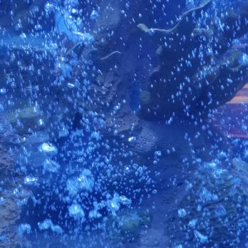 Rainforest Cafe - Where's the fish - American Near Me - Ontario, California Rainforest Cafe - Where's the fish - American Near Me - Ontario, California