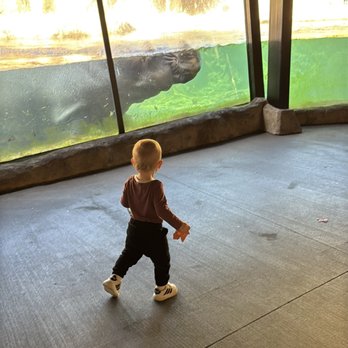 Milwaukee County Zoo - Happy the hippo!! - Zoos Near Me - Milwaukee, Wisconsin