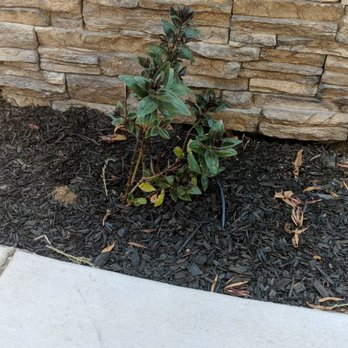 Beltran Landscaping - Dying plant from drip irrigation system issues - Landscaping Near Me