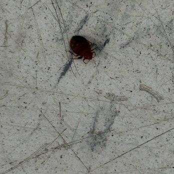 Abilene Tumble Wash - Bed bug alive unsquashed. - Laundromat Near Me - Abilene, Texas