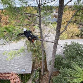 Treehugger Tree Service - Tree Services Near Me - Arlington, Texas Treehugger Tree Service - Tree Services Near Me - Arlington, Texas