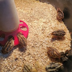 Standard Feed and Seed