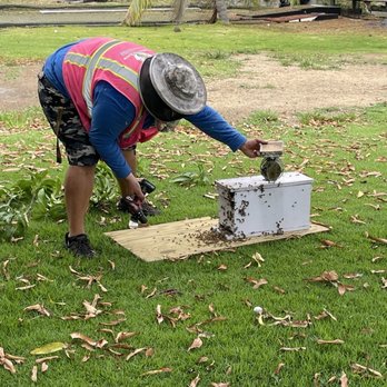 Honey Bee Rescue - Peter re-homing the bees from my tree to a hive box. - Pest Control Near Me Honey Bee Rescue - Peter re-homing the bees from my tree to a hive box. - Pest Control Near Me