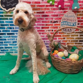 Tessas Precious Paws Salon - Pet Groomers Near Me Tessas Precious Paws Salon - Pet Groomers Near Me