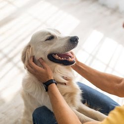 Paws 'n' Rec - Bentonville