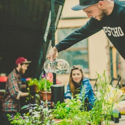 Williamsburg - Szykujemy ogródek podczas zielenizacji. Teraz na podwórku jest fest zielono:)