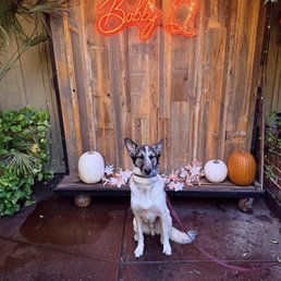 Ruff ruff