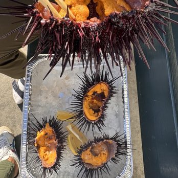 Santa Barbara Fish Market - Fresh live Sea urchin - Seafood Markets Near Me - Santa Barbara, California