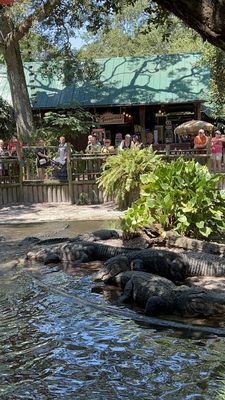 St. Augustine Alligator Farm Zoological Park by null