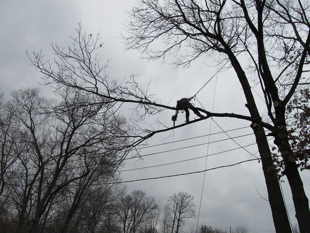 Barkbuster Tree Service - tree service in Mckeesport, PA