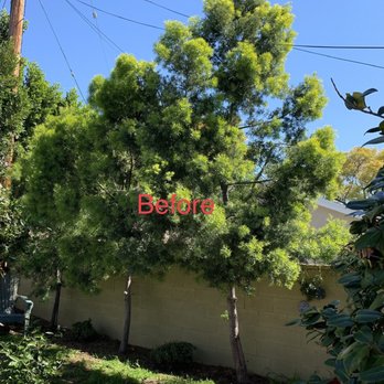 Inexpensive Tree Services - Podocarpus Trees - before - Tree Services Near Me - Los Angeles, California