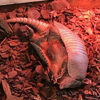 ZooAmerica - Just sleeping! - Zoos Near Me - Hershey, Pennsylvania