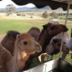 Zoodoo Wildlife Park