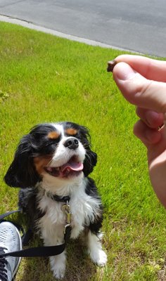 Our Happy Fur Baby Clients - Our happy fur baby clients in action! Our Happy Fur Baby Clients - Our happy fur baby clients in action!