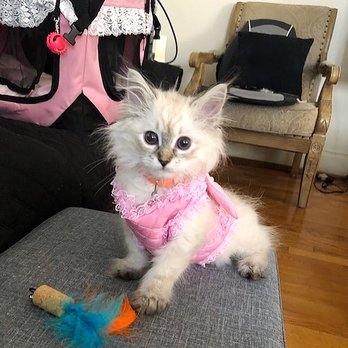 Virginia Kittens - Pet Breeders Near Me