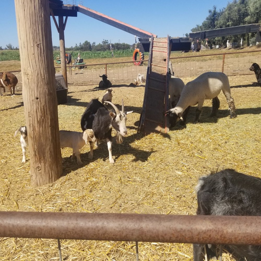 Mountain Valley Ranch - Pumpkin Patches Near Me - Ramona, California Mountain Valley Ranch - Pumpkin Patches Near Me - Ramona, California