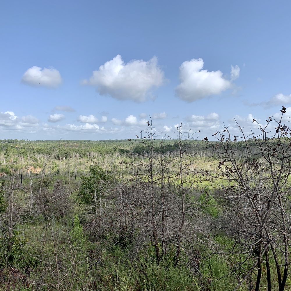 Bastrop State Park - Parks Near Me - Bastrop, Texas Bastrop State Park - Parks Near Me - Bastrop, Texas