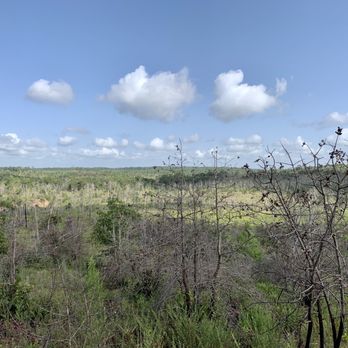 Bastrop State Park - Parks Near Me - Bastrop, Texas