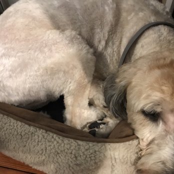 Doggie Dooz - Doggie Dooz left visible burn marks on my wheaten from a hot blade - Pet Groomers Near Me - Lindenhurst, New York
